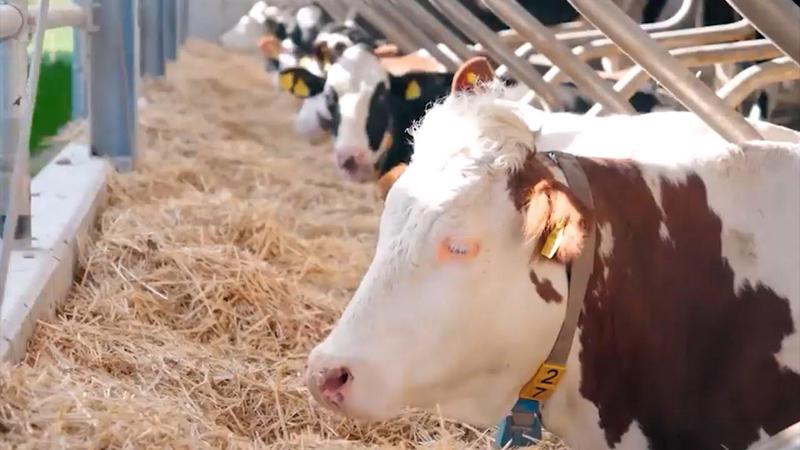 "რძის სკანდალი" გრძელდება: პრობლემები, აჟიოტაჟის დასაწყისი, კომპანიების განცხადებები და სეს-ის მიერ გამოვლენილი აფლატოქსინი