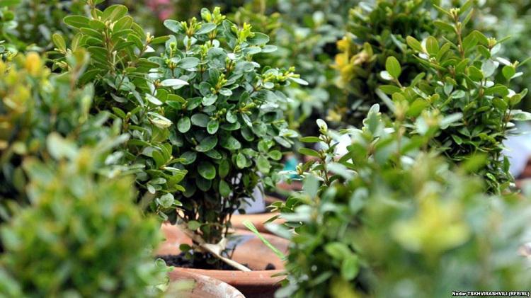 ბზის მოჭრაზე კონტროლი გამკაცრდა - ეროვნული სატყეო სააგენტო განცხადებას ავრცელებს