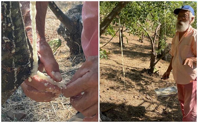 ფერმერმა ბიბლიაში 17-ჯერ ნახსენები "ზეციური მანანას" წარმოება შეძლო - რა არის ცნობილი "სუპერ საკვებზე", რომელსაც ხის ქერქიდან ჩამოსული ფისით იღებენ