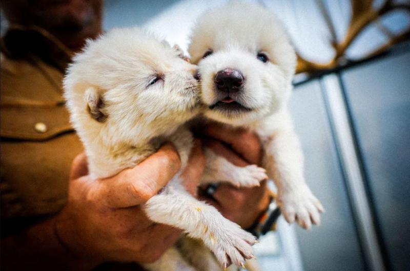 ისტორიაში პირველად, მეცნიერებმა 12 000 წლის წინ გადაშენებული სასტიკი მგლის სახეობა აღადგინეს