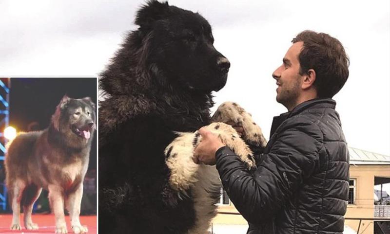 კავკასიური ნაგაზისა და მგლის ნაჯვარი "ლეკვი" 5 მილიონ დოლარად გაიყიდა - ვინ არის მყიდველი?