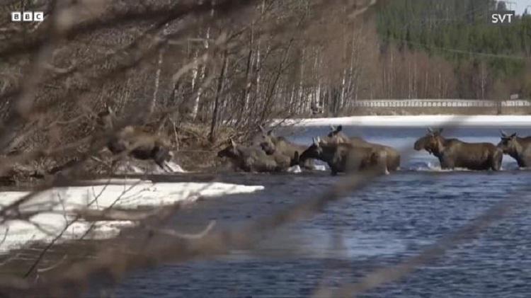 ლოსების მიგრაცია შვედეთში -  პროცესის პირდაპირ ეთერს მილიონობით მაყურებელი ადევნებს თვალს (ფოტო/ვიდეო)