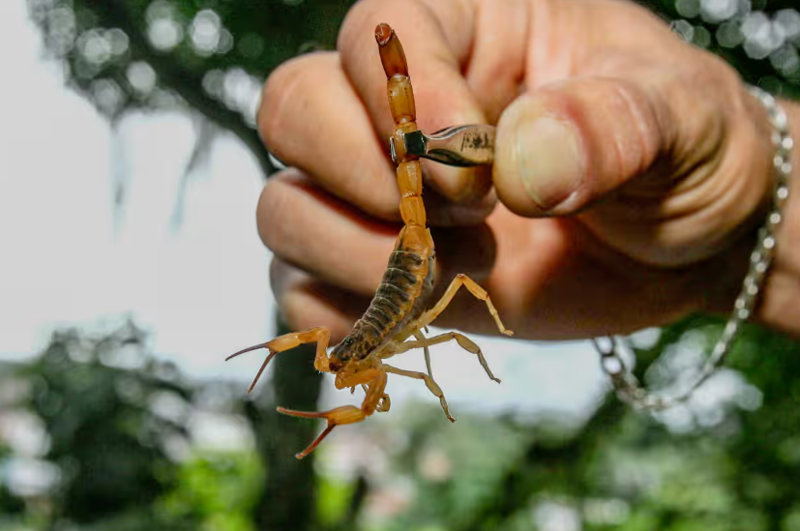 მორიელების შემოსევა ბრაზილიის ქალაქებში