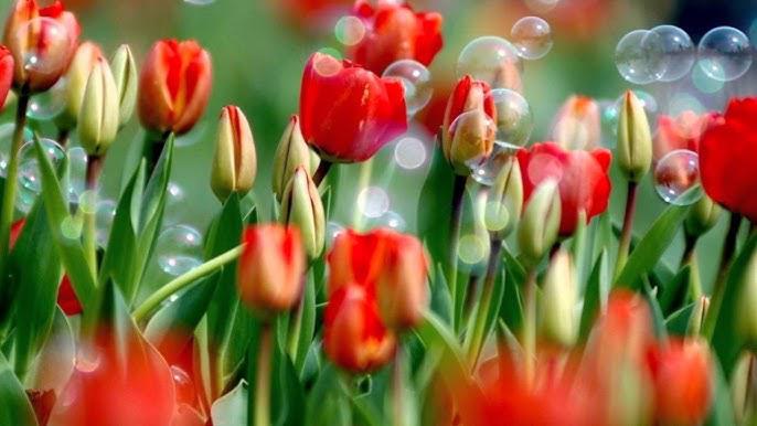 მთვარის მეოცე დღე: მოერიდეთ საკუთარი შესაძლებლობების გადაჭარბებულ შეფასებას