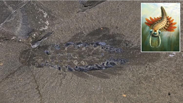 მეცნიერებმა აქამდე უცნობი სახეობის ნამარხს მიაკვლიეს - სამთვალიანი მტაცებელი არსება, რომელიც ოკეანეებში 506 მილიონი წლის წინ ბინადრობდა