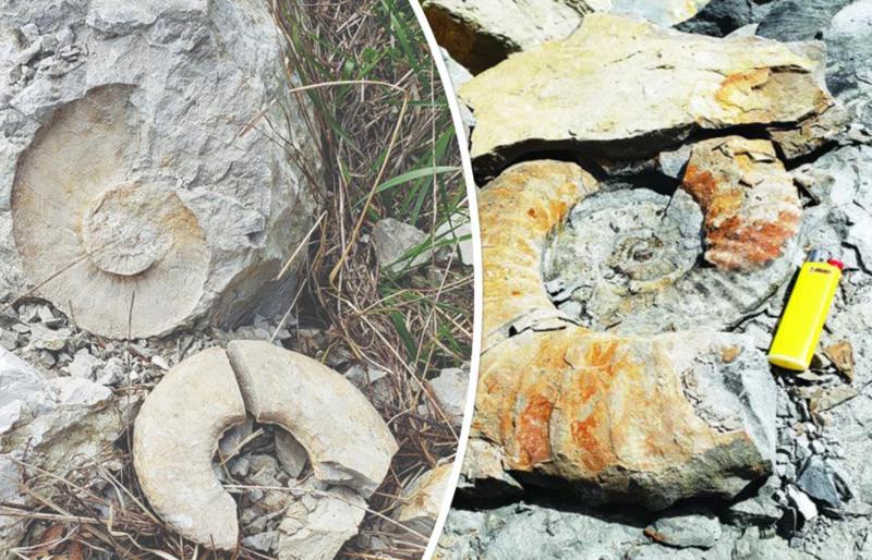 "დიდ საიდუმლოში ვართ... ერთ დროს აქ ოკეანე იყო და ახლა მე მის ფსკერზე ვიდექი" - რაჭაში აღმოაჩინეს ზღვის გიგანტური ნიჟარები: რაზე მიანიშნებს ეს