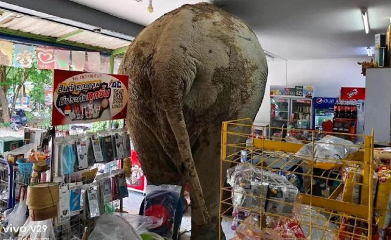 მშიერი სპილო სურსათის მაღაზიაში შეიჭრა და ნამცხვრები შეჭამა - უჩვეულო შემთხვევა ტაილანდში (ფოტო/ვიდეო)