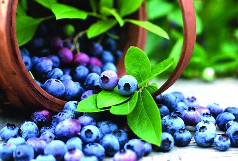 საქართველოში მოცვის მოსაკრეფად უცხოური ბრიგადები ჩამოჰყავთ - რა არის ამის მიზეზი?