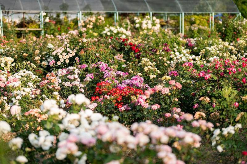 "გრინჰოლი" - ბაღი საგურამოში, სადაც 500 უნიკალური ჯიშის ვარდია გაშენებული
