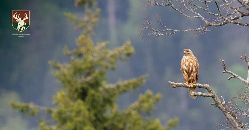 ფრინველთა ხმებით სავსე სიმშვიდე - "საირმეს რეკრეაციული ფერმა" ლევან ქობალიას ფოტოობიექტივში