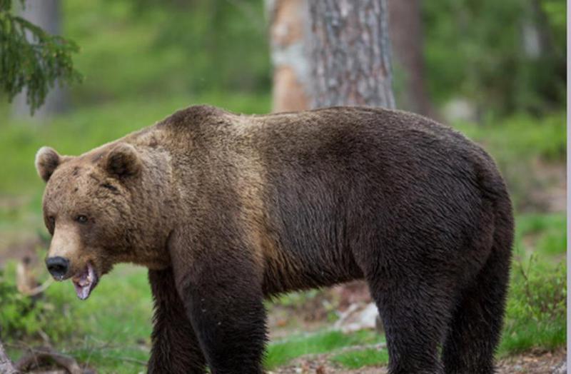 რუმინეთის მთებში დათვმა მამაკაცი მოკლა - "კაცი მოტოციკლით ტურისტულ ზონაში გაჩერდა და..."