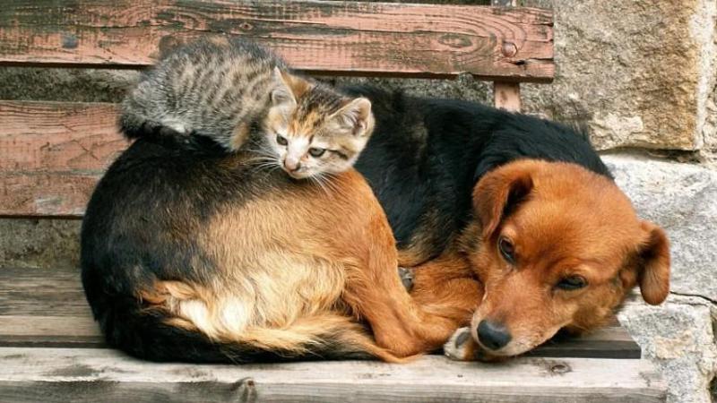 იკრძალება ძაღლისა და კატის სკოლებში, უნივერსიტეტებში, მაღაზიებში, აფთიაქებსა და საავადმყოფოებში შეყვანა - რა წერია კანონში