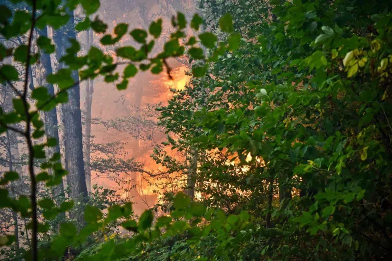 "უკვე იყო ხანძრის მცირე კერები და..." - გარემოს დაცვის სამინისტრო განცხადებას ავრცელებს და მოქალაქეებს აფრთხილებს