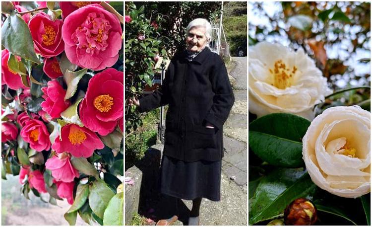 “კამელიების დედოფალი“ - როგორ მოაშენა სელექციონერმა ნუნუ ჯინჭარაძემ საქართველოში ყვავილი, რომელიც იაპონიაში, ჩინეთსა და კორეაში ველურად იზრდება