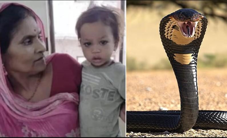 ინდოეთში, 2 წლის ბიჭუნამ შხამიან გველს უკბინა - ქვეწარმავალი მოკვდა, პატარა კლინიკაში გადაიყვანეს