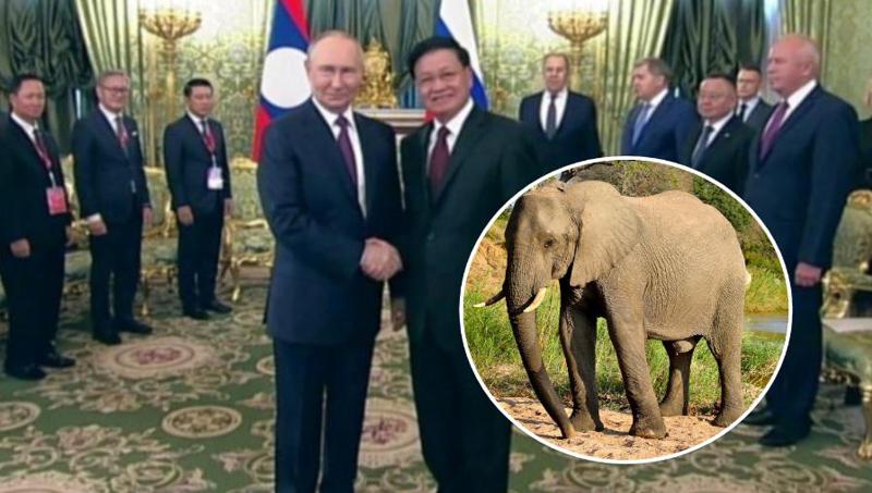 ლაოსის პრეზიდენტი პუტინს სპილოებს აჩუქებს - რა უპასუხა მას პუტინმა
