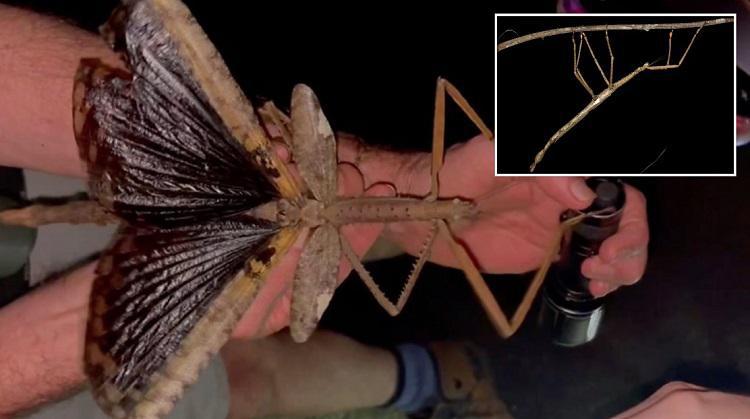 ავსტრალიაში ჯოხისებრი მწერის ახალი, გიგანტური სახეობა აღმოაჩინეს