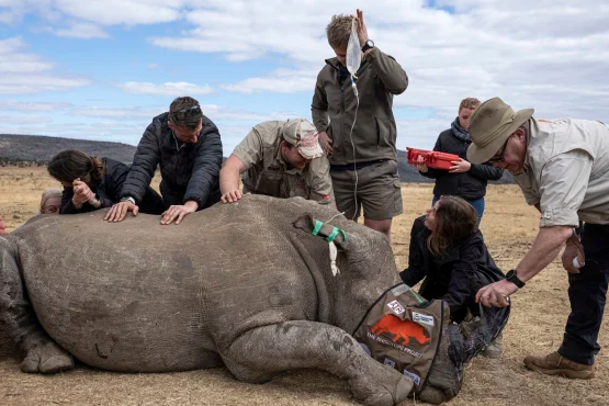 ბრაკონიერებთან გასამკლავებლად, მეცნიერები მარტორქებს რქებში რადიოაქტიურ იზოტოპებს შეუყვანენ