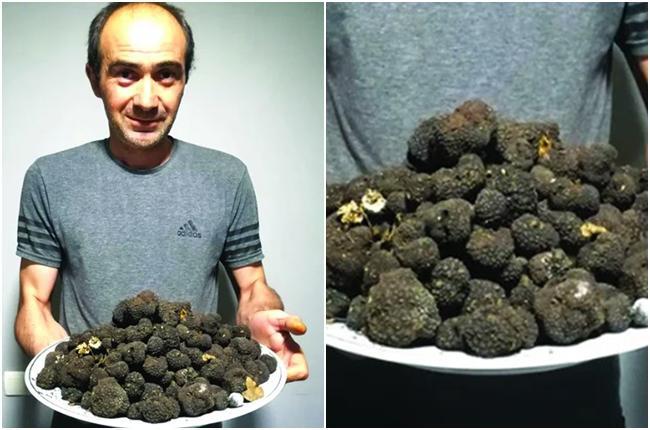 სოკო, რომელიც "ბედნიერების ეიფორიას" იწვევს და ათასები ღირს, კახეთში ხარობს -  რას ჰყვება ტრიუფელის შემგროვებელი: "ერთი წელია ძაღლი დამყავს სოკოს საპოვნელად"