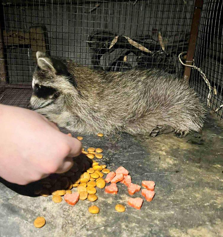 "აპრილის ერთ საღამოს, პატარა ენოტი მოგვადგა, საწოვარათი ვცადე გამოკვება, სამი დღე მაწვალა..." - ენოტი ცაცუ, რომელიც ადამიანებთან და შინაურ ცხოველებთან ერთად ცხოვრობს