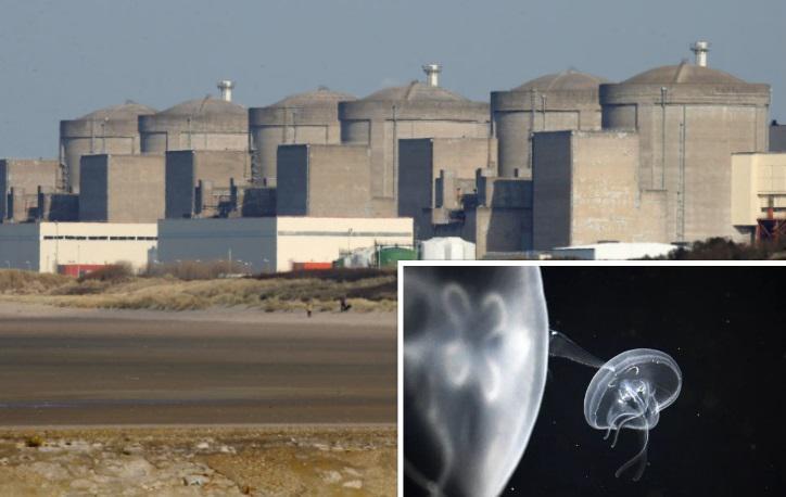 დასავლეთ ევროპის უდიდესი ატომური ელექტროსადგური მედუზებმა გააჩერეს - რას აცხადებენ ფრანგულ კომპანიაში?