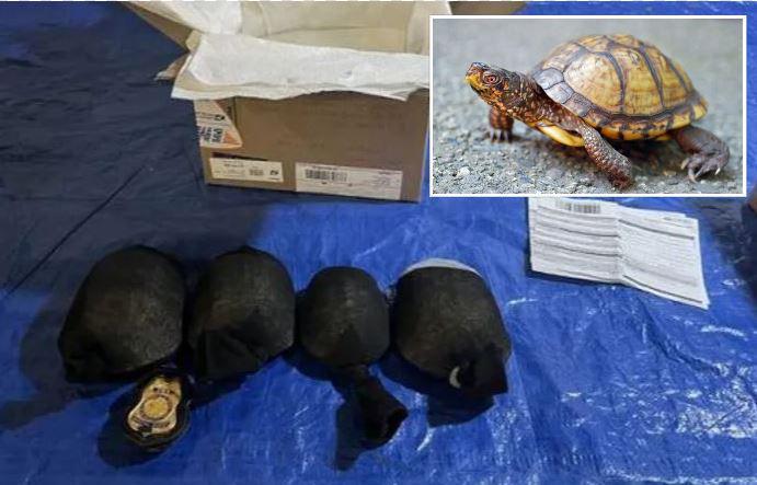 დააკავეს მამაკაცი, რომელიც წინდებში ჩაწყობილი 850 კუს გატანას აშშ-დან კონტრაბანდულად ცდილობდა