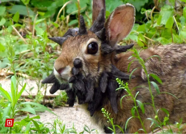 ამერიკულ ქალაქს “ფრანკენშტეინის" კურდღლები შეესივნენ - რას აცხადებენ ექსპერტები?