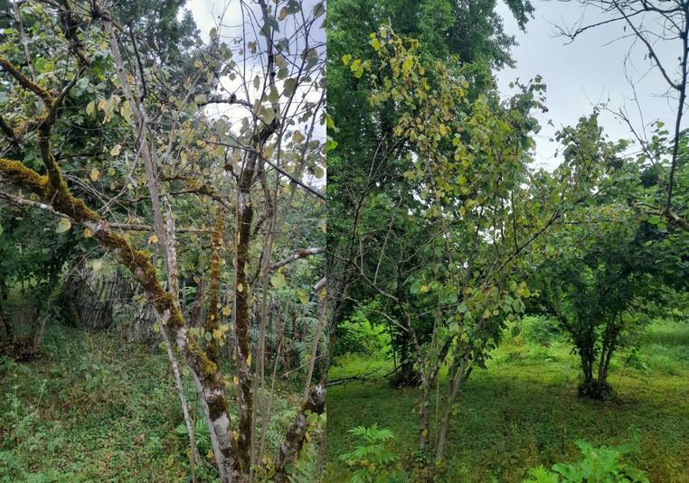 "ძალიან მძიმე ბაქტერიაა..." - რატომ ხმება თხილი საქართველოში