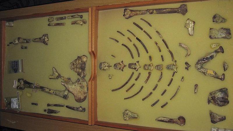 ადამიანების უძველესი წინაპრების ორი სახეობა ერთსა და იმავე ადგილას ცხოვრობდა - ერთ-ერთი მათგანი შესაძლოა ისტორიისთვის უცნობი იყოს: რას აჩვენებს ნამარხები