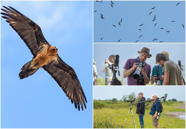 გადამფრენ ფრინველებზე დაკვირვების სეზონი დაიწყო -  ფოტოები აჭარიდან