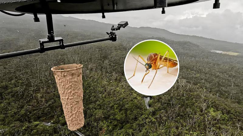 ჰავაის კუნძულებზე დრონებიდან ათასობით კოღო გადასხეს - რა გახდა ამის მიზეზი?