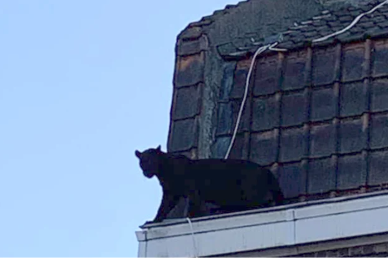 ავაზა სახურავზე: შოკში ჩავარდნილი მეზობლები და მტაცებლის ყოლისთვის გასამართლებული ცოლ-ქმარი - ისინი ამტკიცებენ, რომ "ლუიზი" შვილივით უყვარდათ