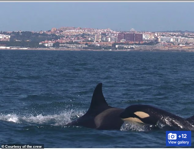 მოულოდნელი თავდასხმა ლისაბონის სანაპიროსთან - ვეშაპებმა ერთი იახტა ჩაძირეს, მეორე კი - დააზიანეს