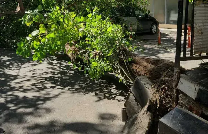 ძლიერმა ქარმა თბილისში პრობლემები შექმნა - რა ინფორმაციას ავრცელებს დედაქალაქის მერია?