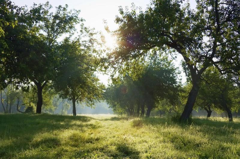 სად იყო ედემის ბაღი? - არქეოლოგებმა მისი სავარაუდო ადგილმდებარეობა დაადგინეს