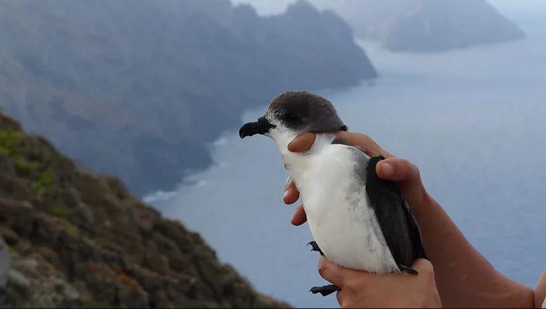 შტორმის მხედრები - რა ვიცით ჩიტებზე, რომლებიც ქარიშხლებში დაფრინავენ?