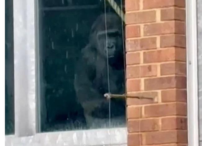 სამი წლის წინ დახურულ ზოოპარკში ცოცხალი გორილები აღმოაჩინეს - როგორ პასუხობს უცნაურ შემთხვევას ადმინისტრაცია?