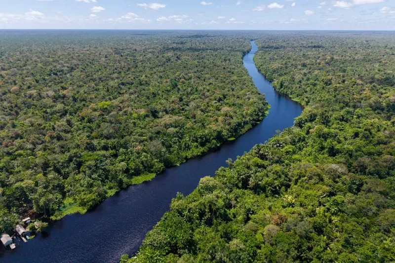ამაზონი შრება - რეგიონი  შესაძლოა, სავანად იქცეს: რა არის მეცნიერების პროგნოზი