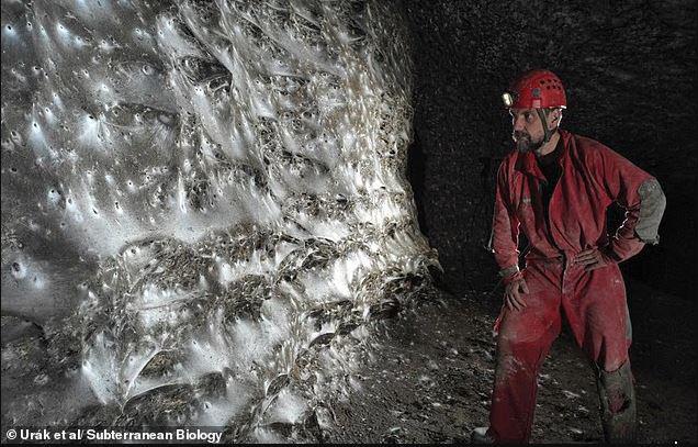 ბუნების საზარელი საიდუმლო - აღმოაჩინეს მსოფლიოში ყველაზე დიდი ობობას ქსელი, სადაც 111 000-ზე მეტი მცოცავი ბინადრობს