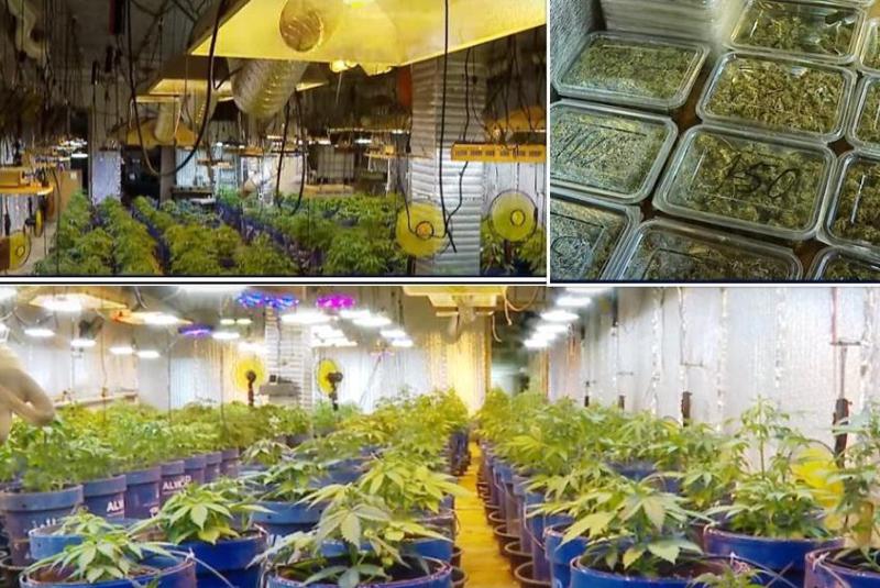 "ფეშენებელური" სათბური  მიწის ქვეშ კანაფის მოსაყვანად - შსს-მ ერთი ადამიანი დააკავა (ვიდეო)