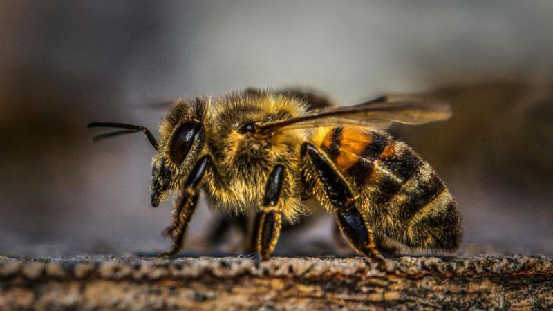 ფუტკარი "ლუციფერი" - რა არის ცნობილი მეცნიერების ახალ აღმოჩენაზე?