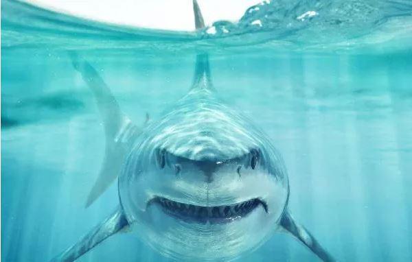 ტრაგედია სანაპიროზე - წყვილს გიგანტური ზვიგენი დაესხა თავს, დაიღუპა 20 წლამდე ქალი: რას წერს ავსტრალიური მედია