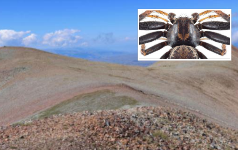 საქართველოში "კიბორჩხალა-ობობის" ახალი სახეობა აღმოაჩინეს - რა ვიცით კავკასიაში ნაპოვნ მტაცებელ მწერზე და რას წერს უცხოური გამოცემა