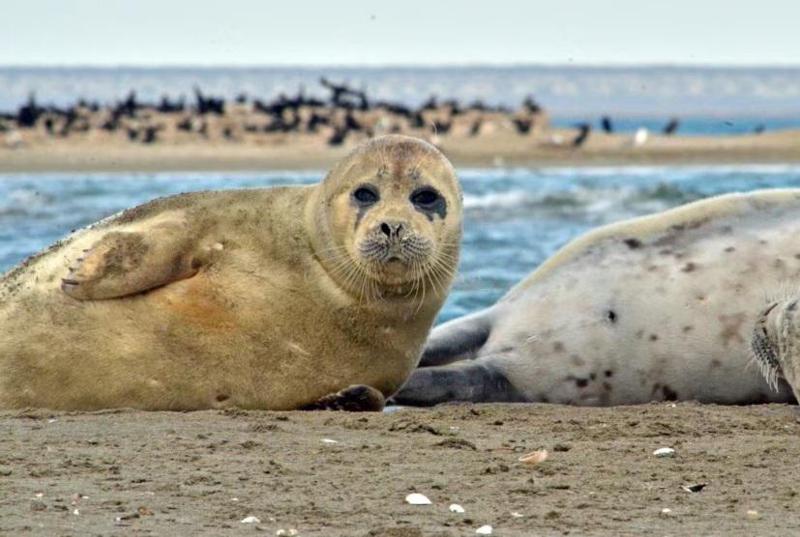 დაღესტანში, კასპიის ზღვის სანაპიროზე 500-მდე მკვდარი სელაპი იპოვეს