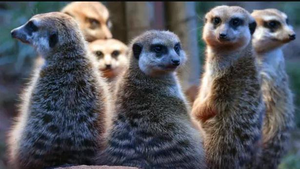 ადამიანები სურიკატებს ჰგვანან, მაგრამ კალიფორნიულ ზაზუნებამდე ბევრი აკლიათ - მეცნიერებმა ცხოველების მონოგამიის რეიტინგი გამოაქვეყნეს