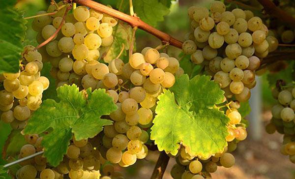 მალე ვენახის გასაშენებლად თანხმობა დაგჭირდებათ - რას გულისხმობს “ვაზისა და ღვინის შესახებ“ კანონში დაგეგმილი ცვლილებები