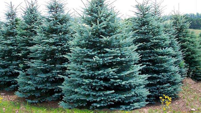 ახალი წლის მოახლოებასთან დაკავშირებით ნაძვის მოჭრაზე კანონმდებლობა მკაცრდება