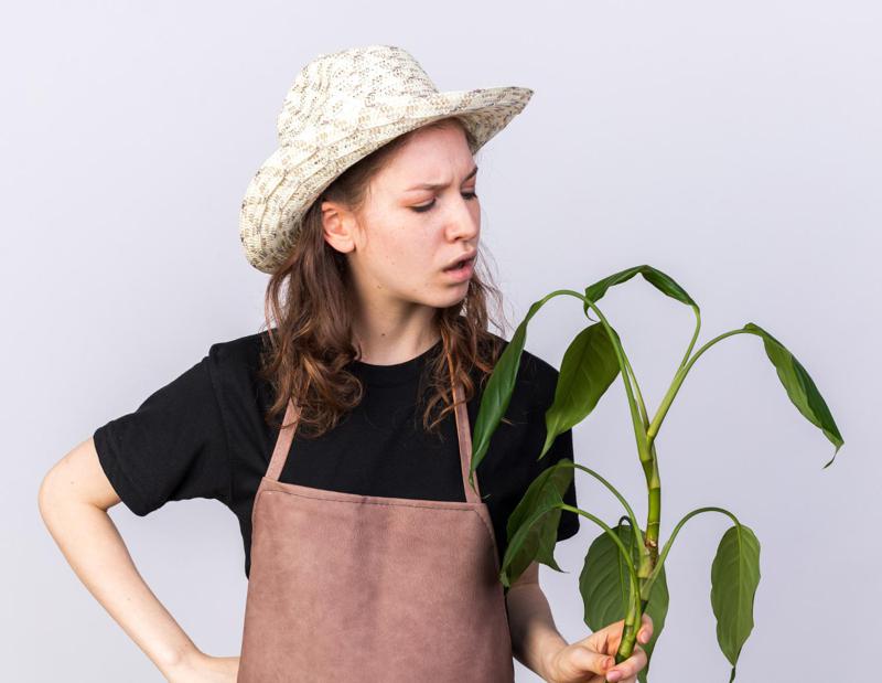 ნიშანი სამყაროსგან თუ უბრალო შემთხვევითობა? – რას ნიშნავს, როცა სახლში ქოთნის ყვავილი ხმება