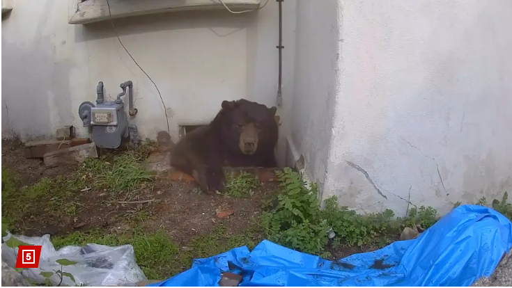 რას იზამდით, თუ ერთ დღეს აღმოაჩენდით, რომ თქვენი სახლის ქვეშ გიგანტური დათვი ცხოვრობს? - კენ ჯონსონის "განსაცდელი" და ხსნა 37 დღის შემდეგ