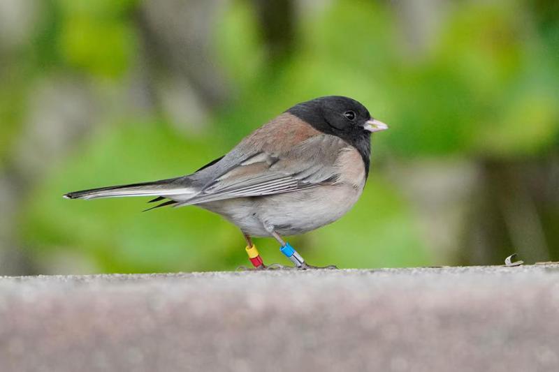 ევოლუცია ჩვენს თვალწინ - როგორ შეიცვალა Covid-19 პანდემიის შემდეგ ფრინველის ერთ-ერთი სახეობა